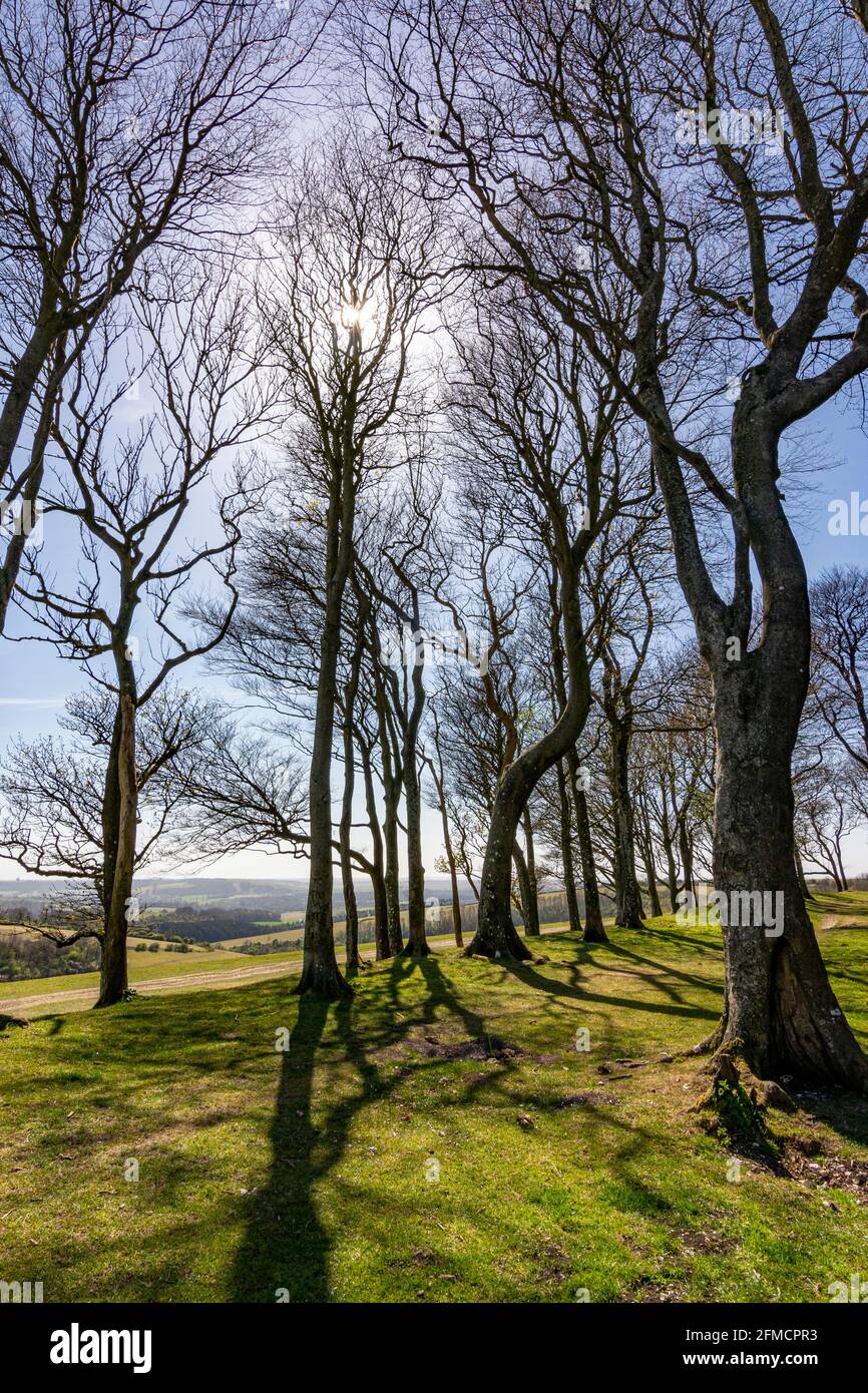 Looking west along the remains of the southern rampart of the iron age hill fort of Chanctonbury Ring, South Downs National Park, West Sussex, UK. Stock Photo