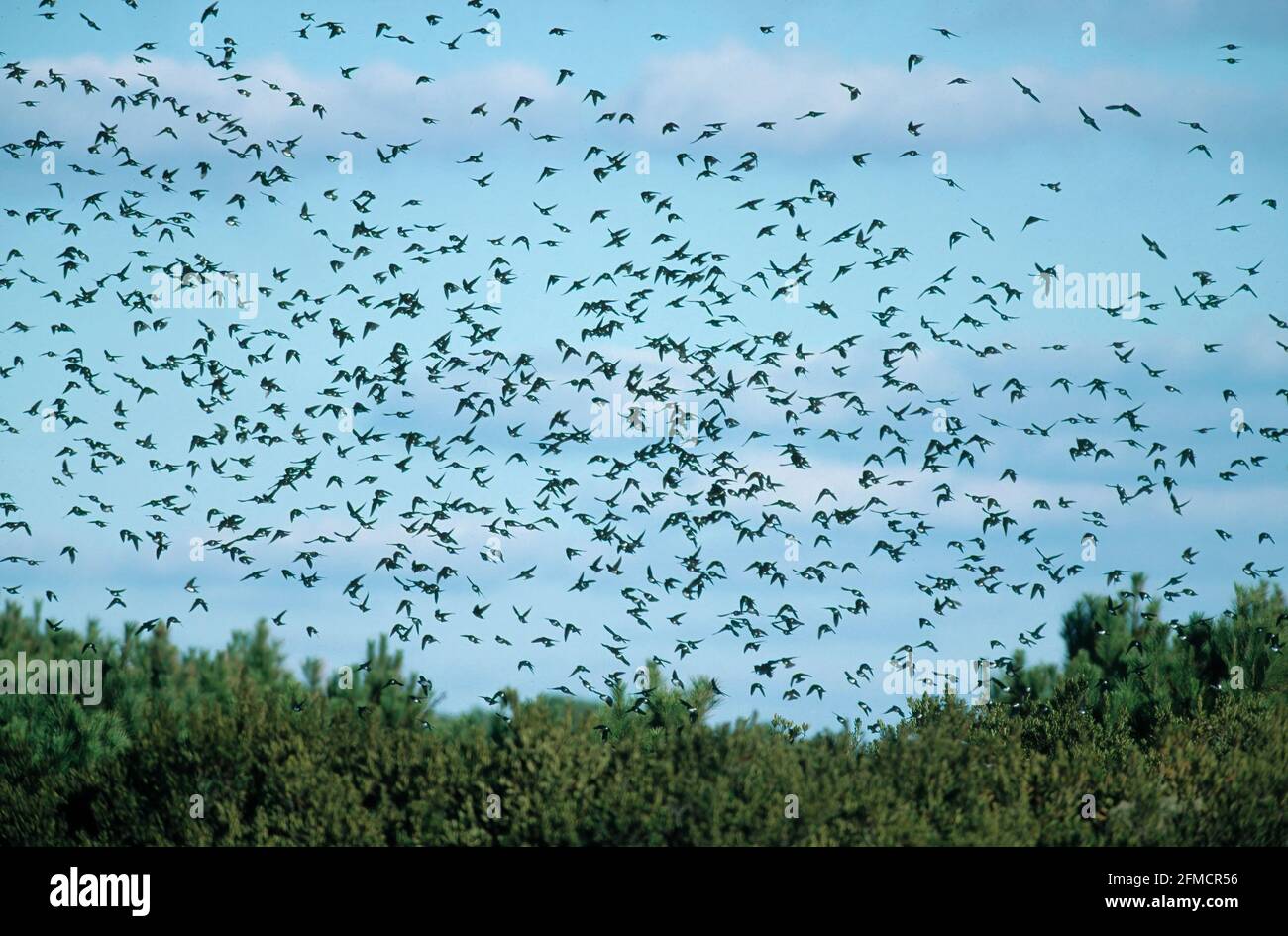 Tree Swallow - Large Flock on Migration Tachycineta bicolor Chincoteague NWR Virginia, USA BI003684 Stock Photo