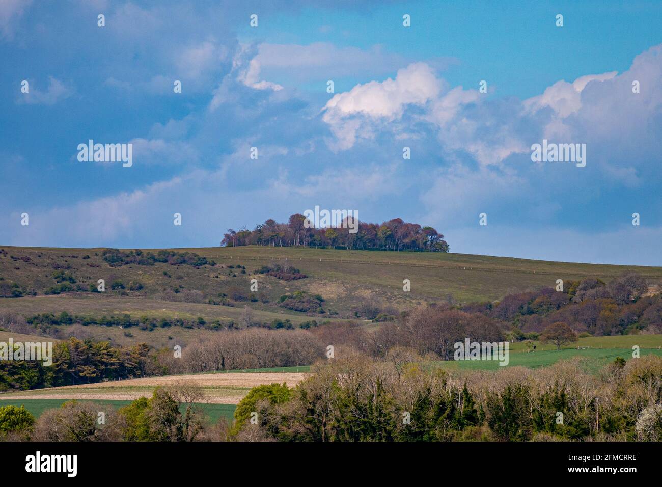 Chanctonbury Ring as viewed from Church Hill in the South Downs National Park, West Sussex, UK. Stock Photo