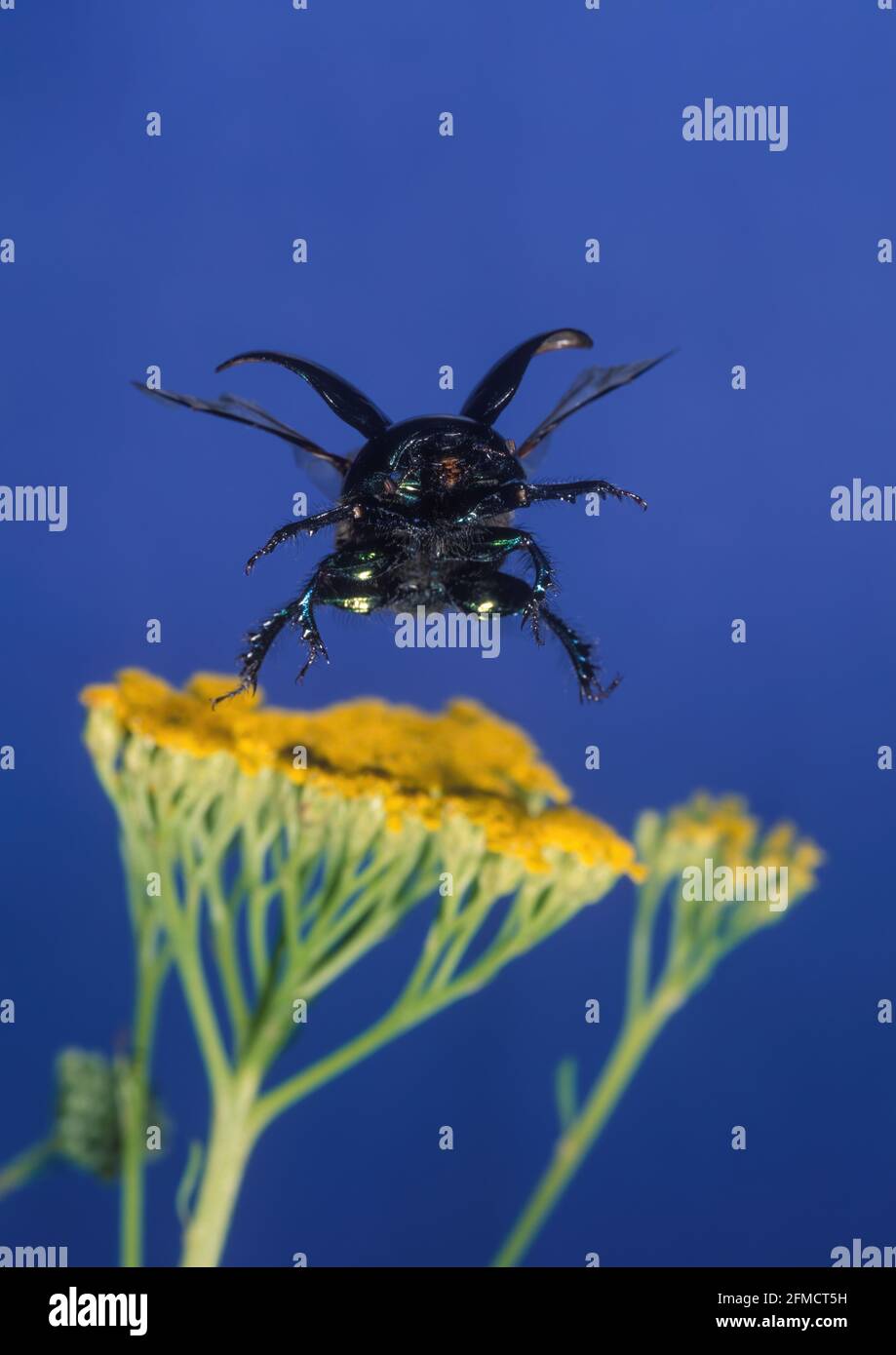 Dor Beetles High Resolution Stock Photography and Images - Alamy