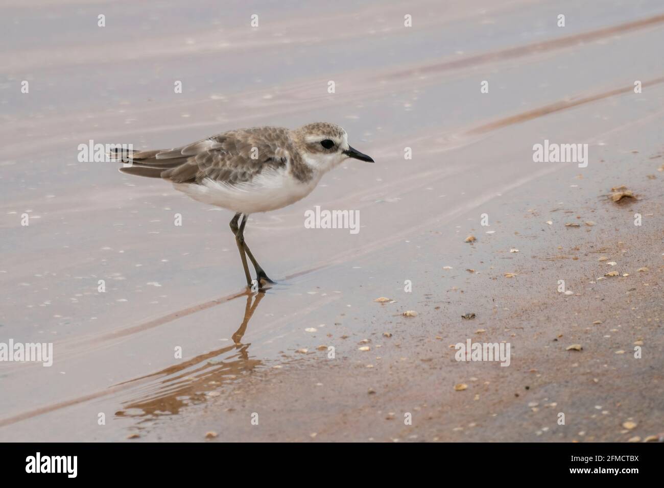 lesser sandplover or lesser sand plover, Charadrius mongolus, single bird standing on mud near water, Bundala, Sri Lanka, 27 August 2019 Stock Photo