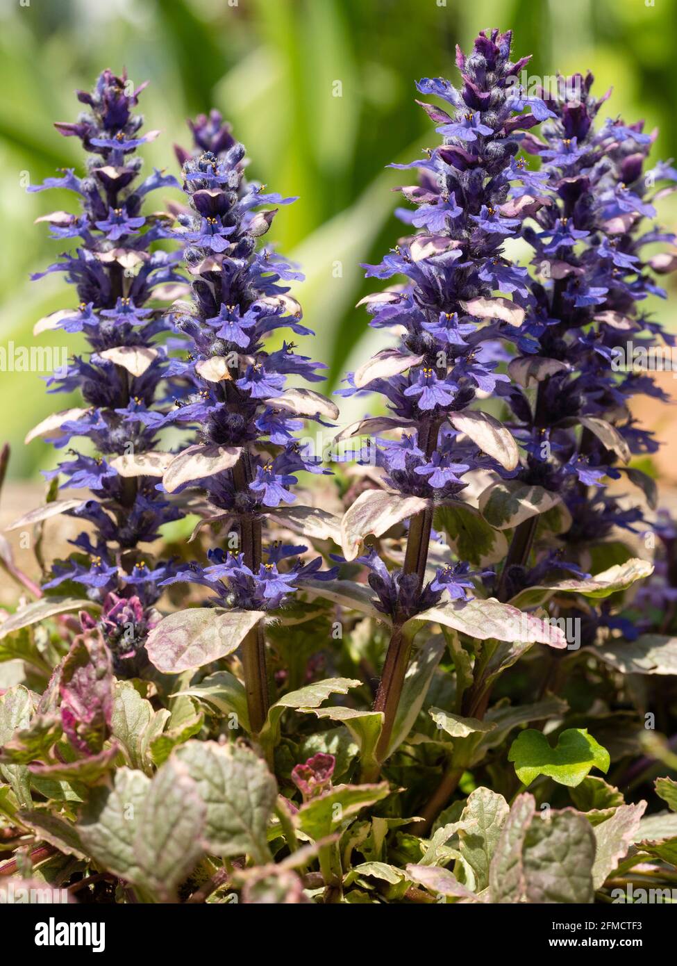 Tall spikes of blue flowers of the compact evergreen ground cover hardy perennial, Ajuga reptans 'Burgundy Glow' Stock Photo