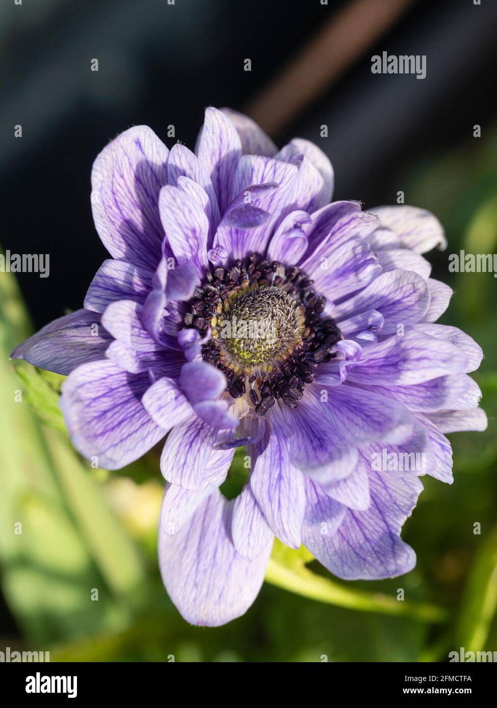 Semi double blue form of the 'St Bridget' strain of the spring flowering hardy tuber, Anemone coronaria Stock Photo