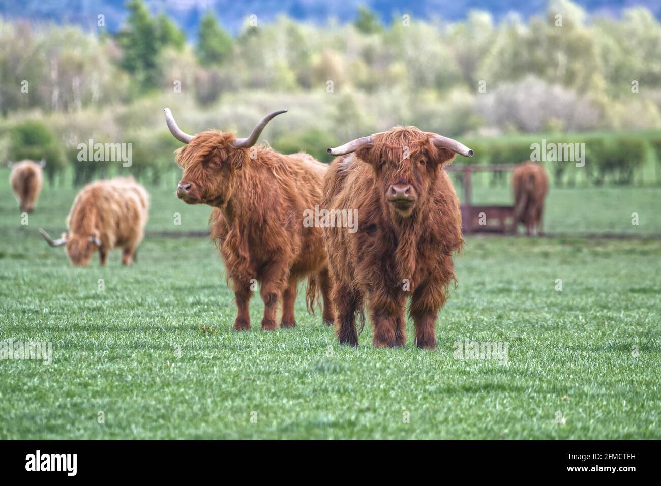 Fold of highland cattle hires stock photography and images Alamy