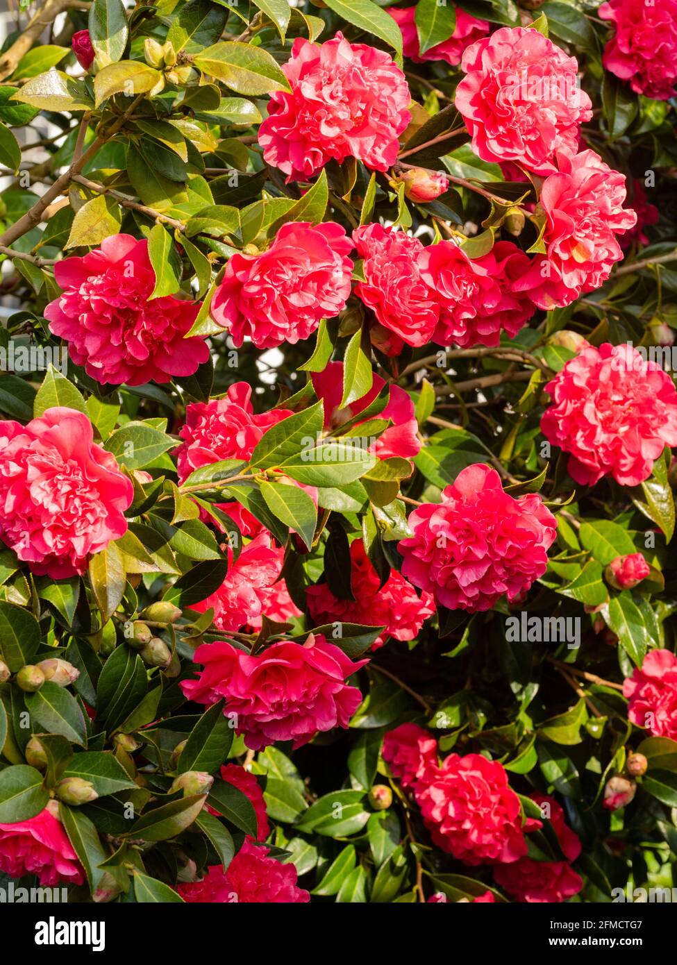 Massed red spring flowers of of the peony centred Camellia x williamsii 'Anticipation' Stock Photo
