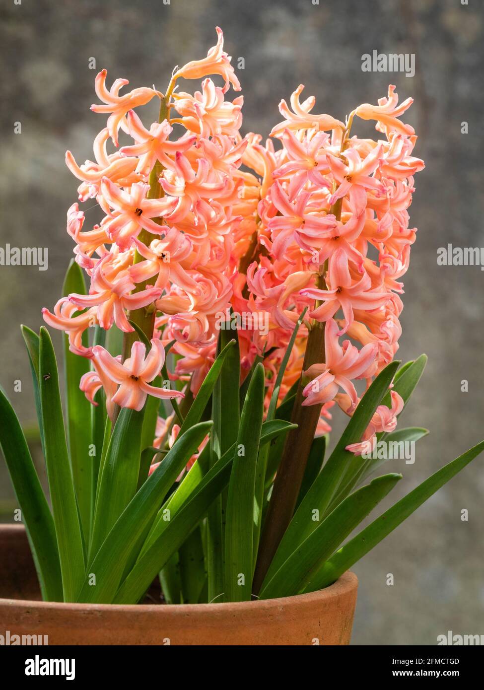 Dense racemes of peach flowers of the spring blooming hardy bulb hyacinth, Hyacinthus orientalis 'Gipsy Queen' Stock Photo