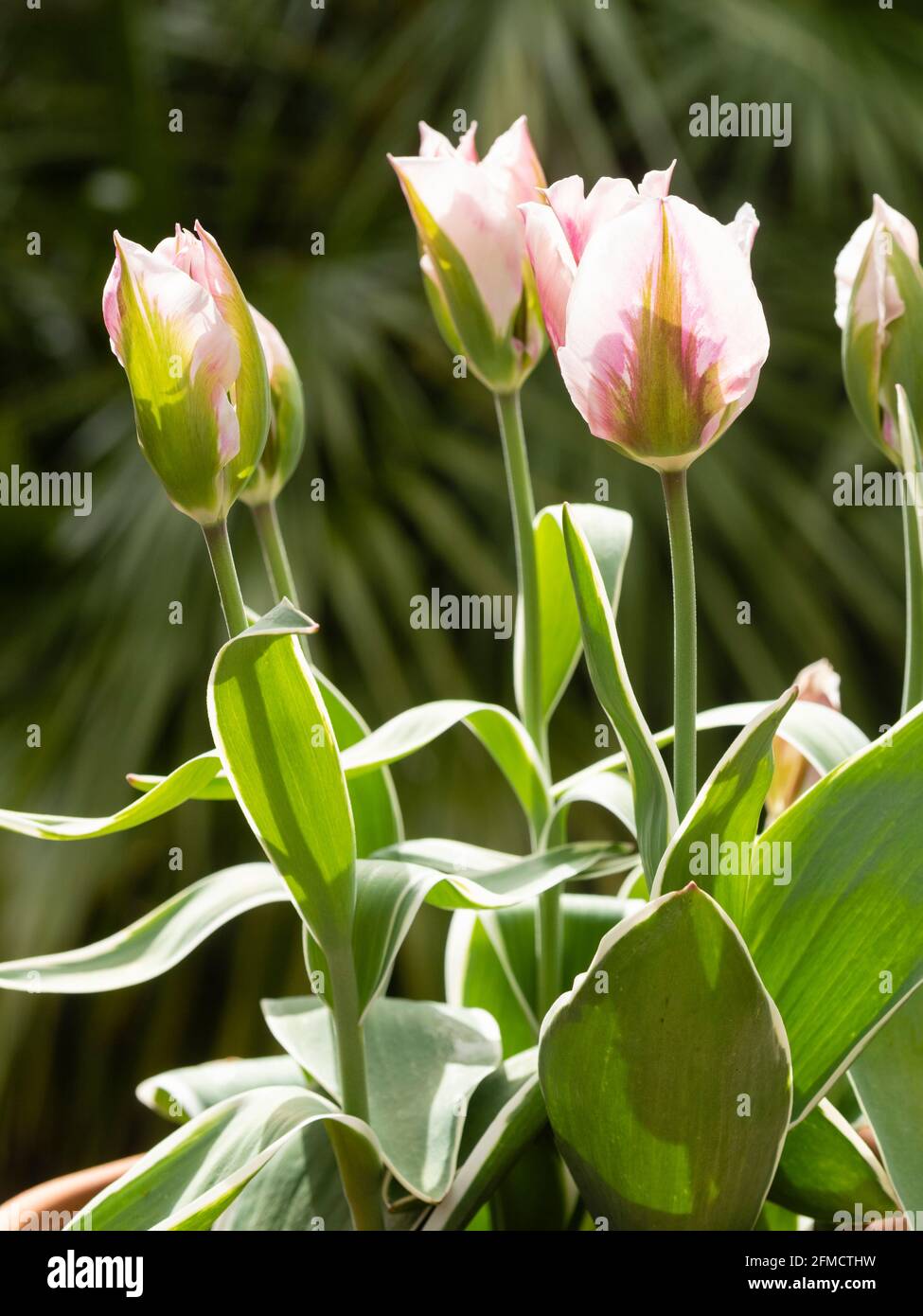 Pink, green and white flowers of the spring blooming viridiflora tulip 'China Town' stand above white edged foliage Stock Photo