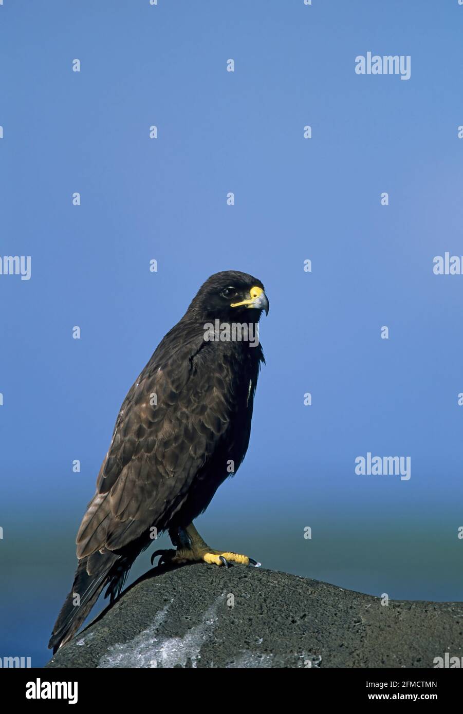 Endemic galapagos hawk hi-res stock photography and images - Alamy