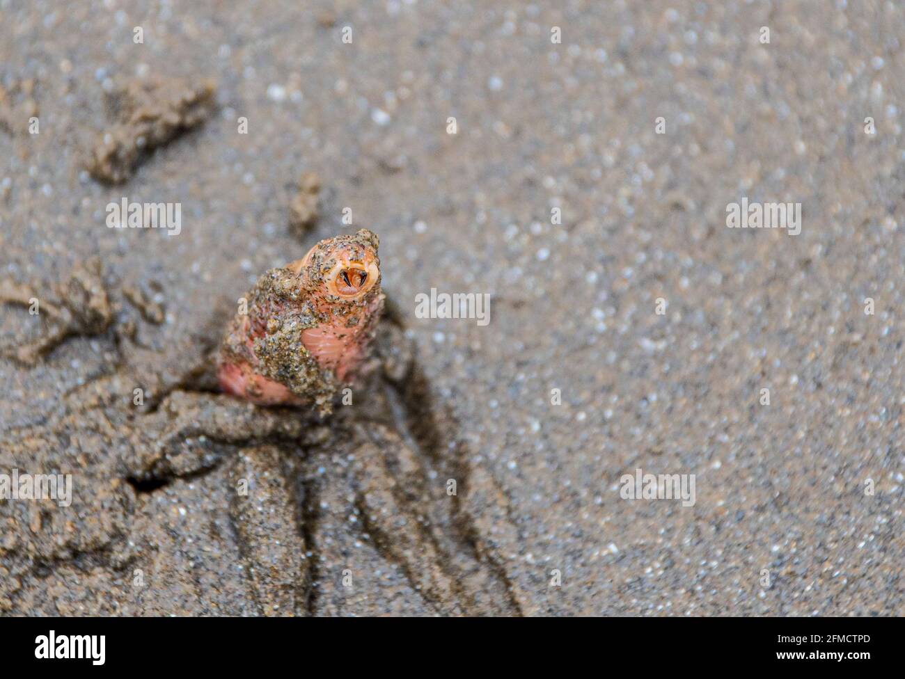 Rag worm  poking  out  of  sand Stock Photo