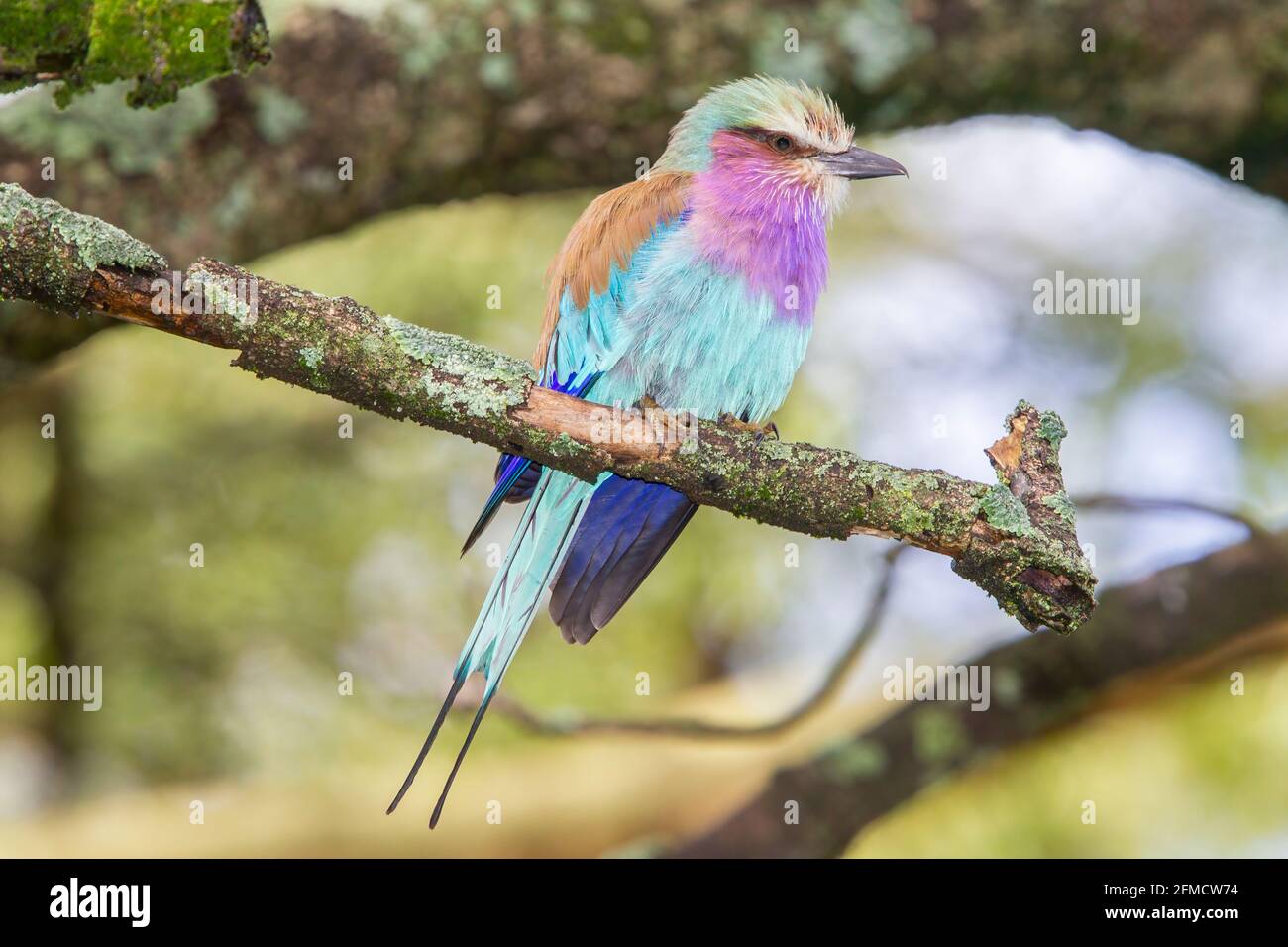 lilac-breasted roller, Coracias caudatus, single adult perched on branch of tree, Masai Mara, Kenya, Africa Stock Photo
