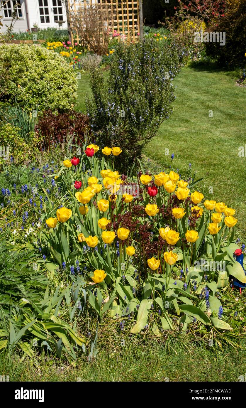 Tulips in bloom hi-res stock photography and images - Alamy