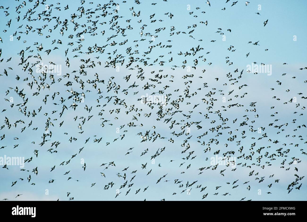 Tree Swallow - Large Flock on Migration Tachycineta bicolor Chincoteague NWR Virginia, USA BI015145 Stock Photo