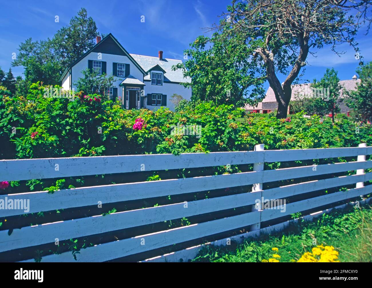 green gables cavendish PEI Stock Photo Alamy