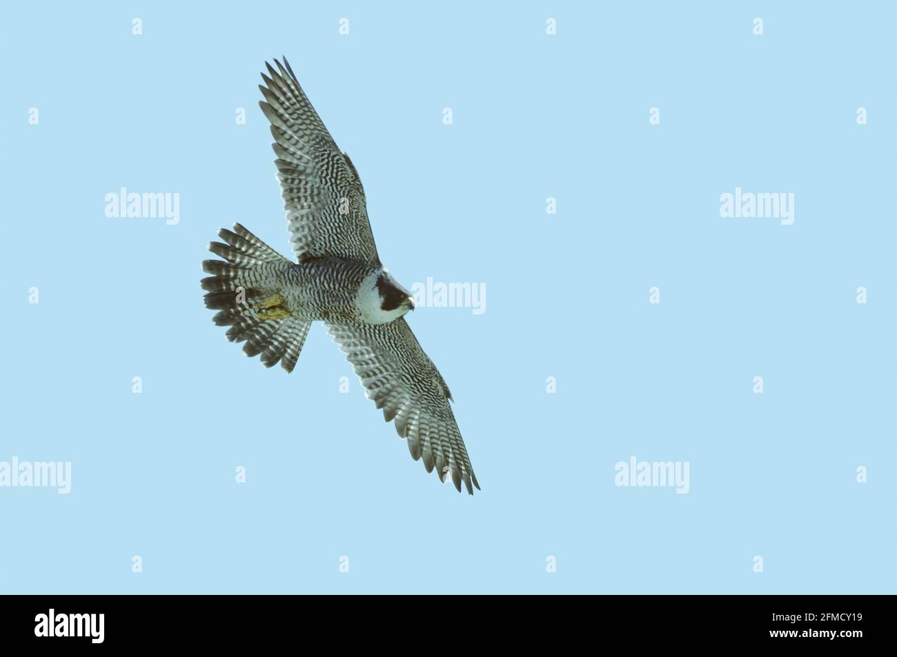Peregrine Falcon - In Flight Falco peregrinus Dover, Kent, UK BI019523 Stock Photo