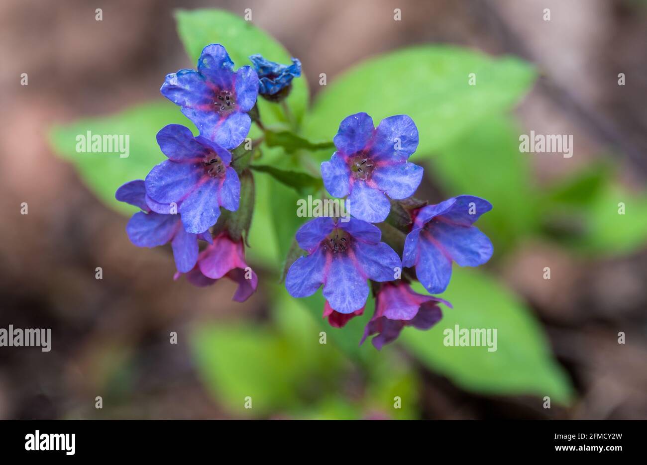 Spring blue flowers of Suffolk lungwort or Pulmonaria obscura. Medicinal early flowering plant lungwort in the spring forest. Shallow depth of field. Stock Photo