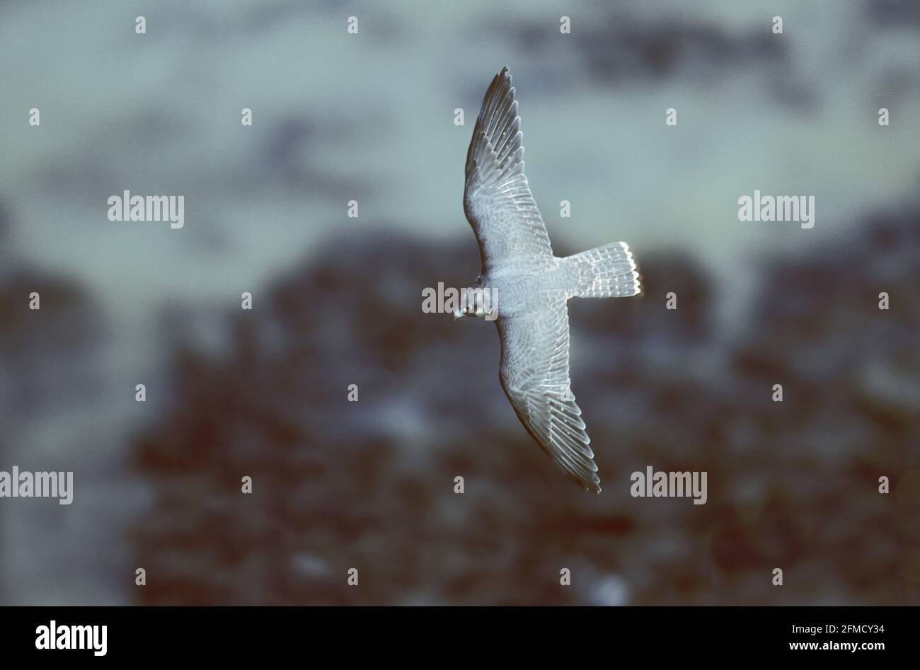 Peregrine Falcon - In Flight over Sea Falco peregrinus Dover, Kent, UK BI019524 Stock Photo