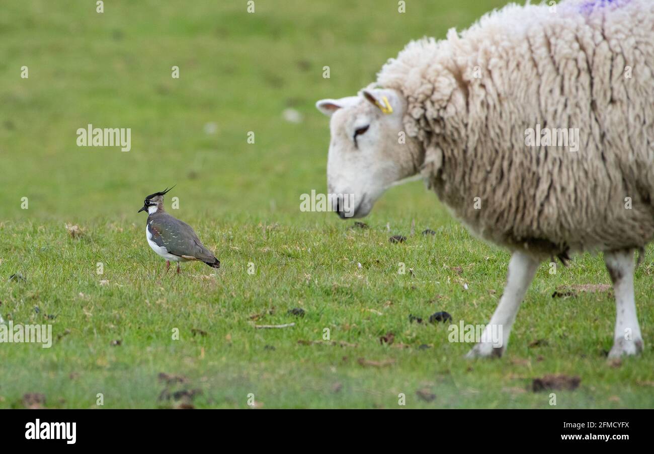 A lapwing in a field on farmland with a sheep, Chipping, Preston, Lancashire, UK Stock Photo