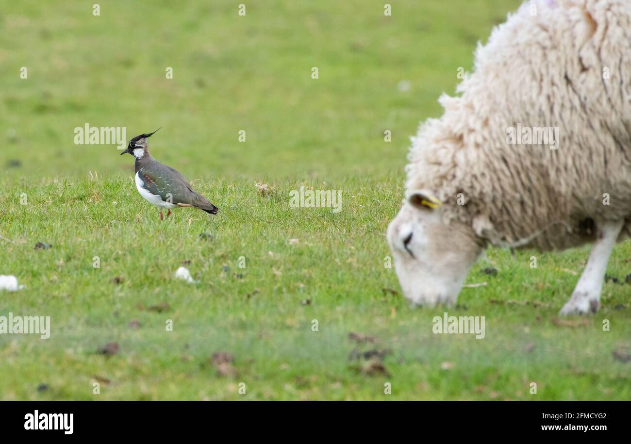 A lapwing in a field on farmland with a sheep, Chipping, Preston, Lancashire, UK Stock Photo