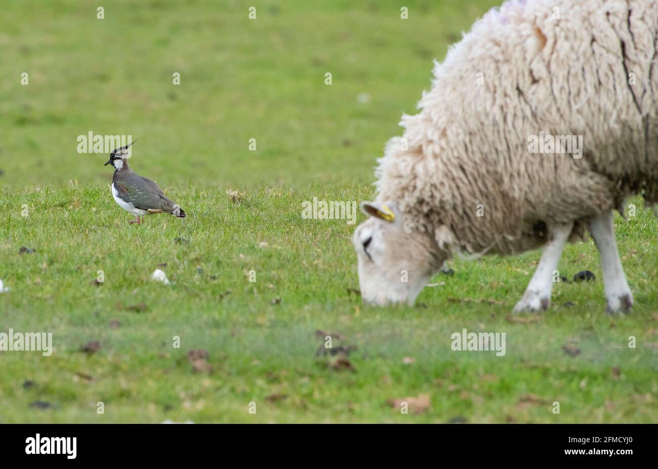 A lapwing in a field on farmland with a sheep, Chipping, Preston, Lancashire, UK Stock Photo