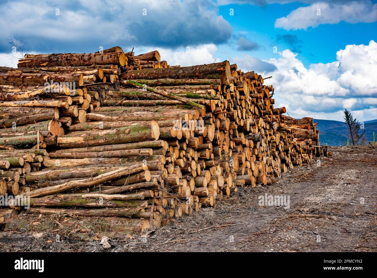 Stacks of forestry logs ready for collection, Cow Ark, Clitheroe, Lancashire, UK. Stock Photo