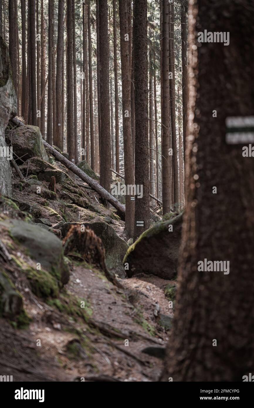 Vertical shot tree tops hi-res stock photography and images - Alamy