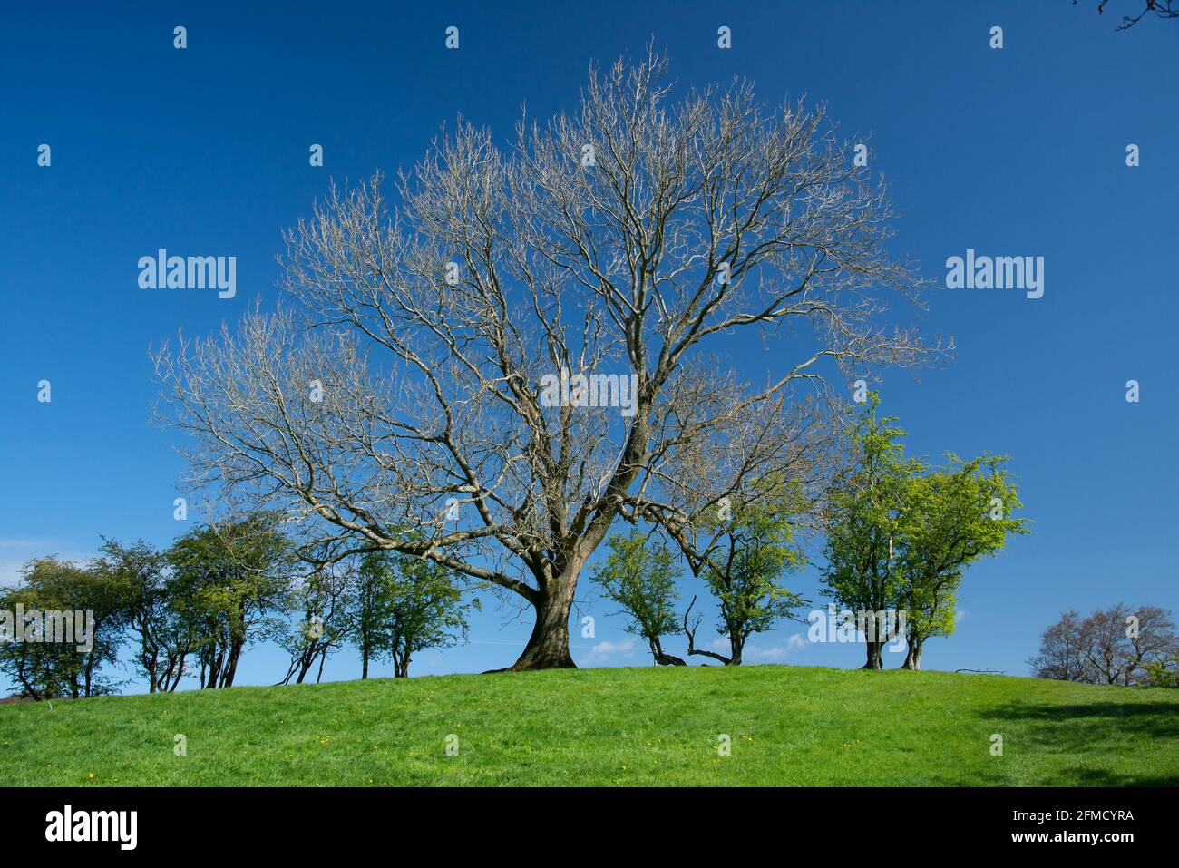 A White ash tree in spring, Chipping, Preston, Lancashire, UK Stock