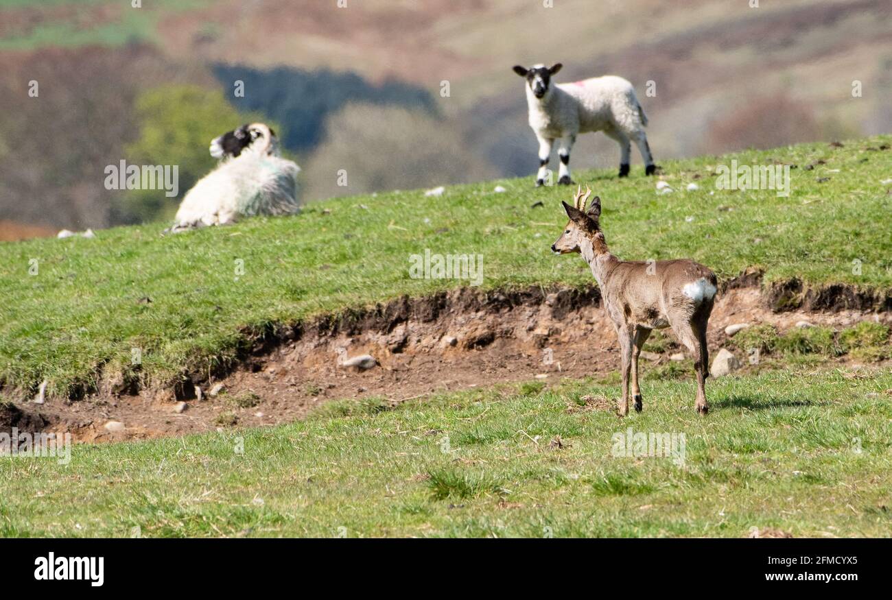 A Swaledale ewe and lamb with a female Roe deer, Chipping, Preston, Lancashire, UK Stock Photo