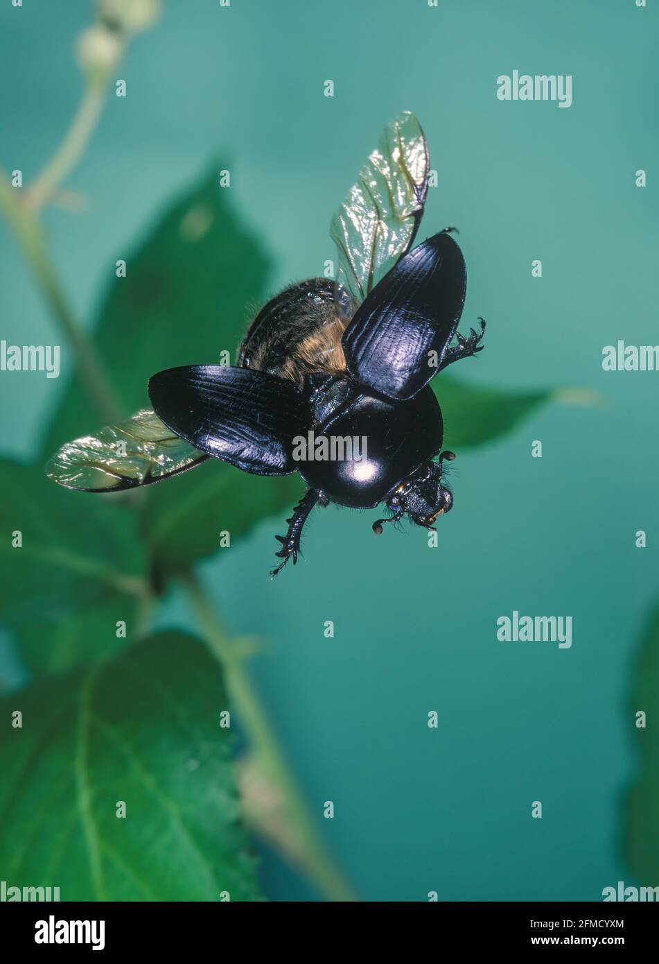 Flying Beetles High Resolution Stock Photography and Images - Alamy