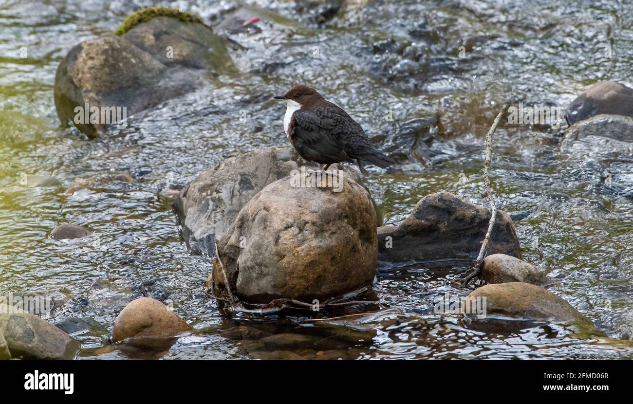 A Dipper on Chipping Brook, Chipping, Preston, Lancashire, UK Stock Photo