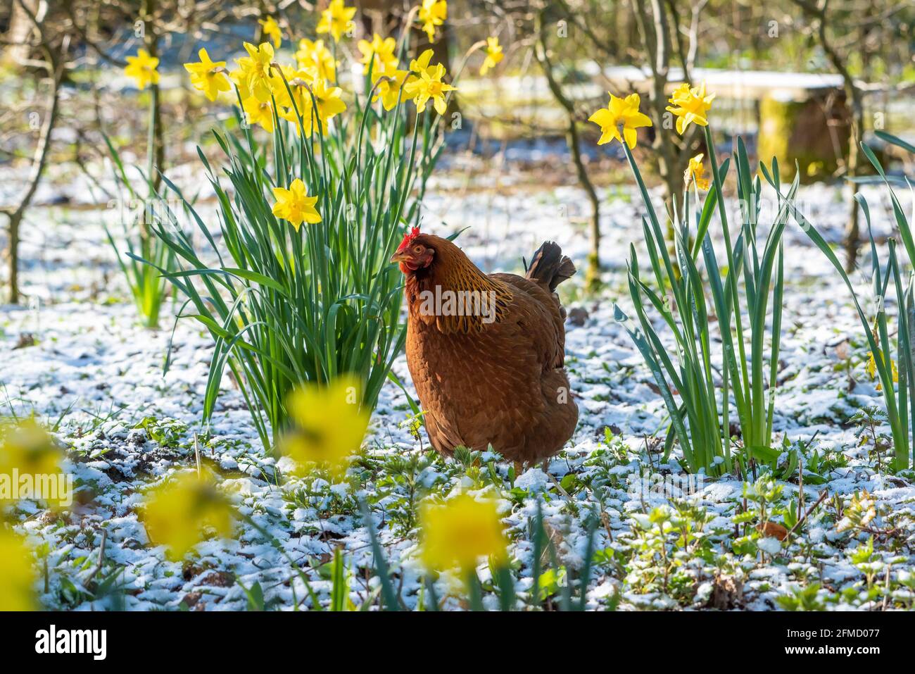 A free range hen start the day in a light covering of snow among the daffodils near Preston, Lancashire. Stock Photo
