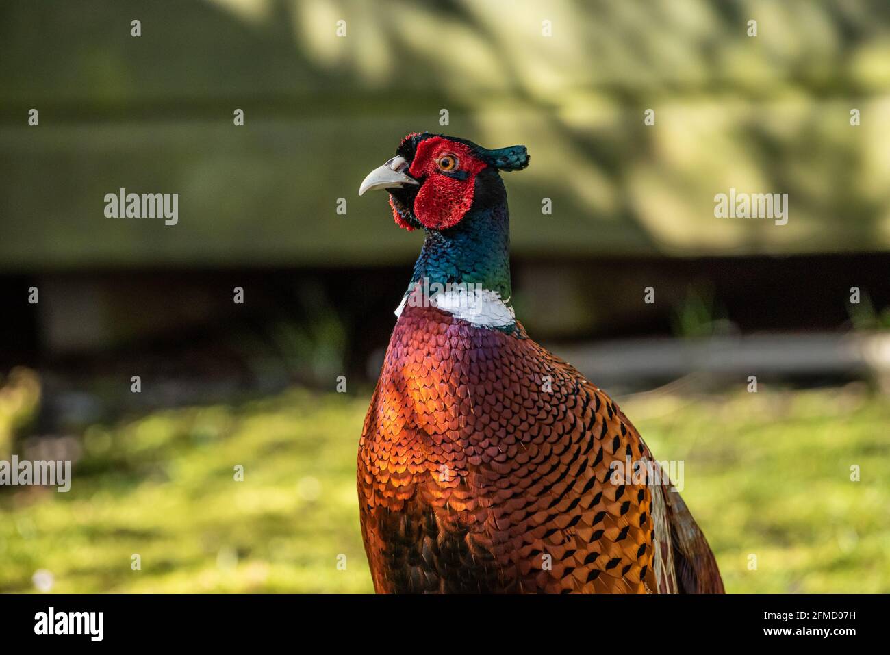 A pheasant in a garden near Preston, Lancashire. Stock Photo