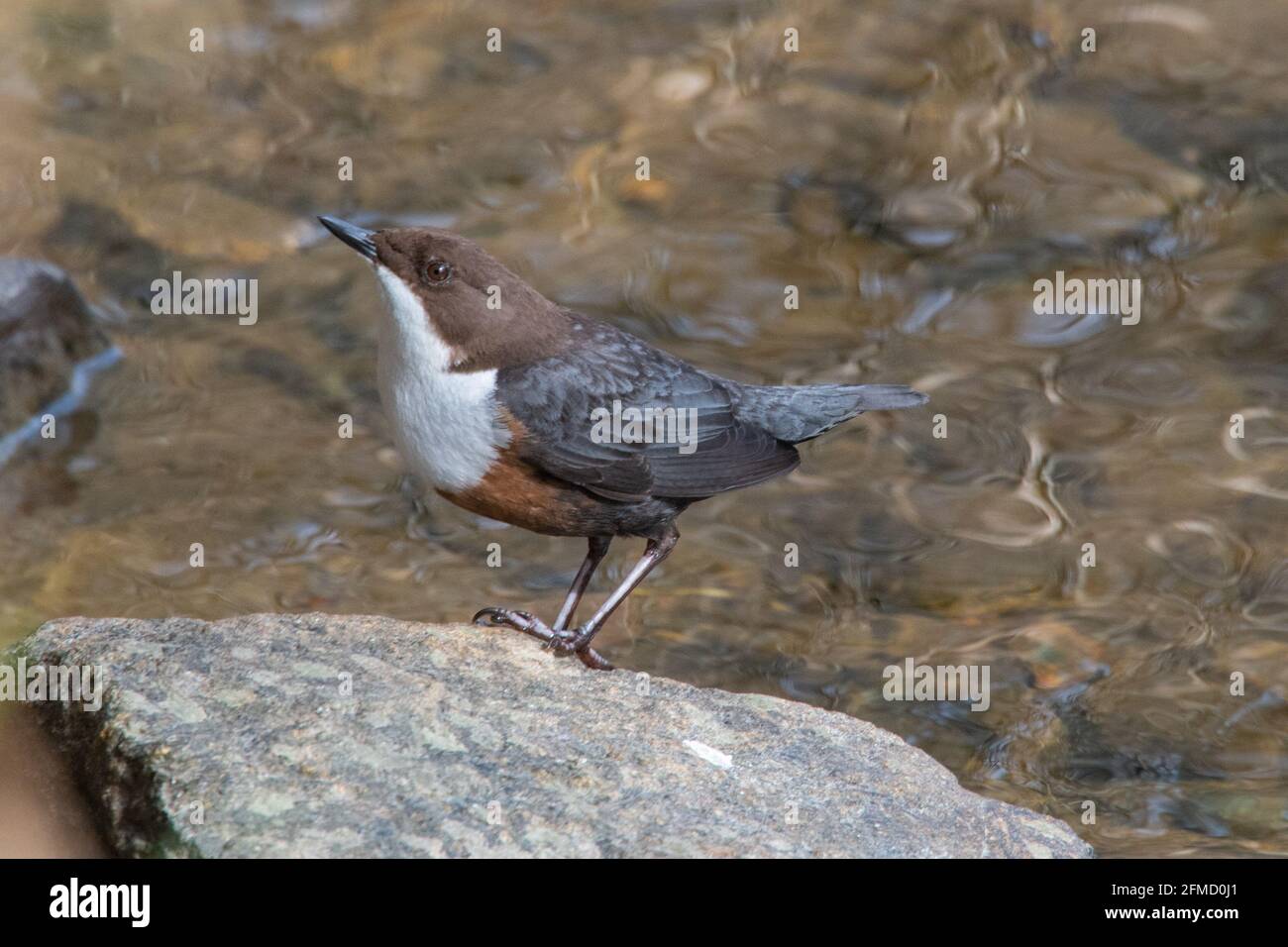Dipper (Cinclus cinclus), River Don, Inverurie, Aberdeenshire, Scotland, UK Stock Photo