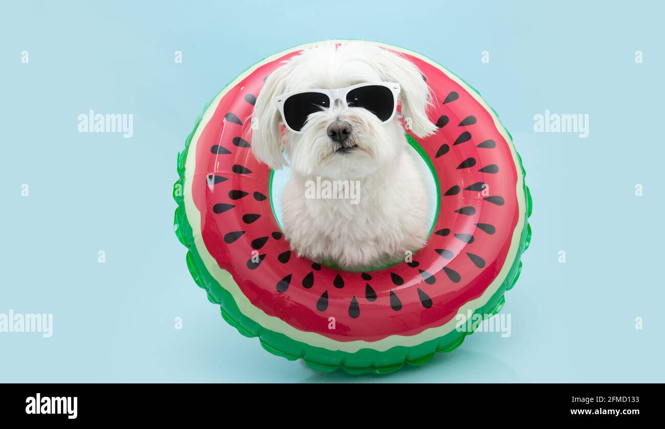 Funny maltese sale