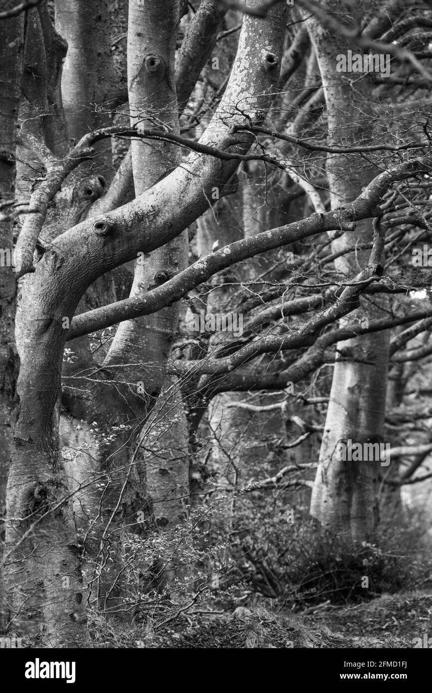 Big beech trees Black and White Stock Photos & Images - Alamy