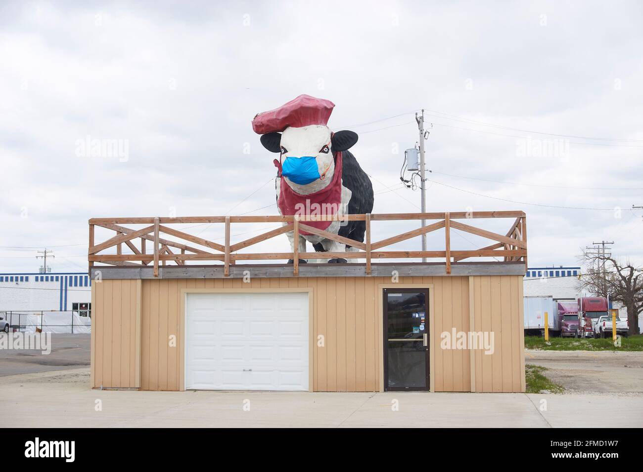Fiberglass cow statue wearing a facemask on top of restaurant building. Stock Photo