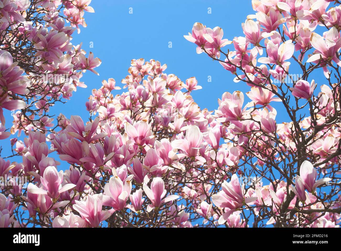Magnolia trees in bloom Stock Photo Alamy