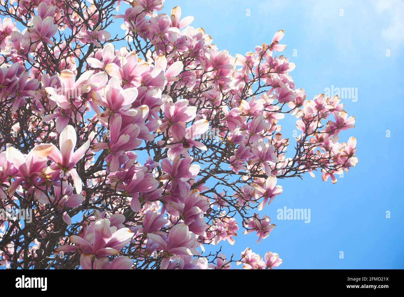 Louisiana magnolia tree hires stock photography and images Alamy