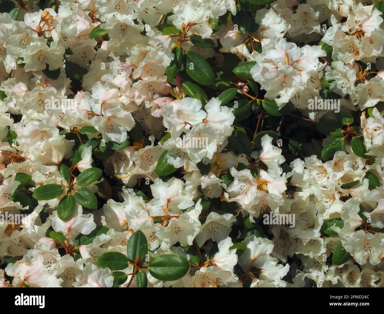 Big white blooming rhododendron tree Stock Photo