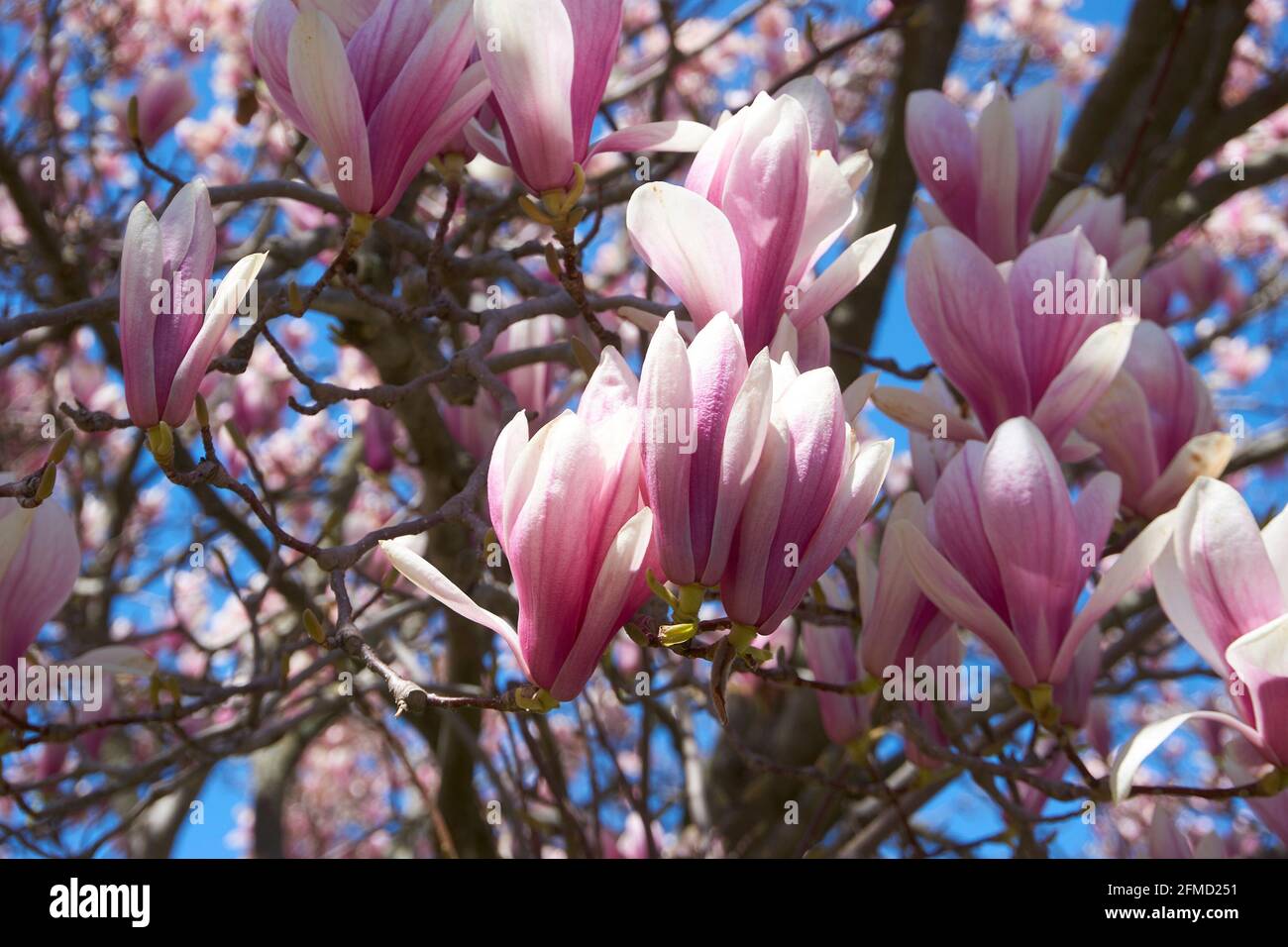 Magnolia trees in bloom Stock Photo Alamy