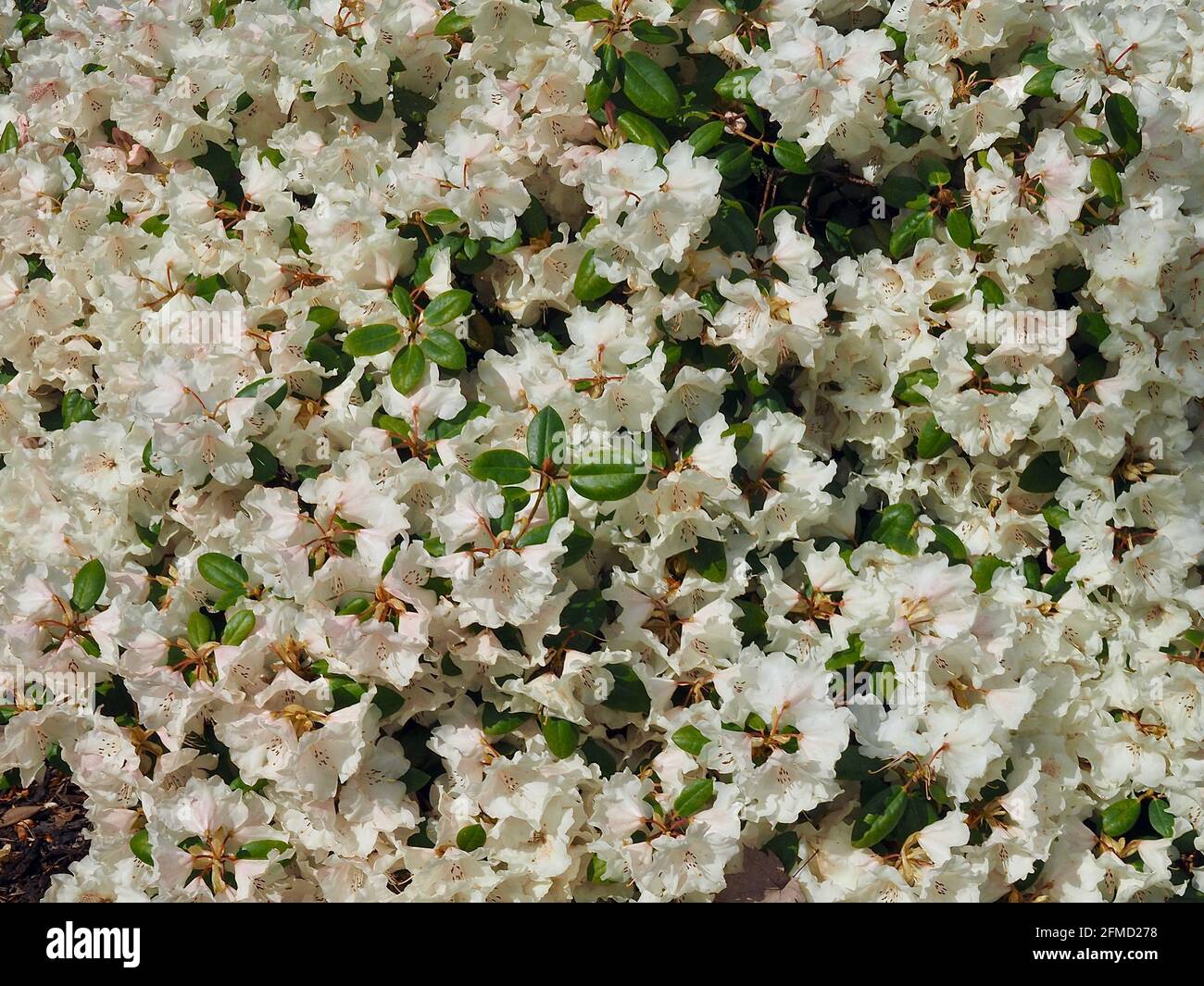 Big white blooming rhododendron tree Stock Photo