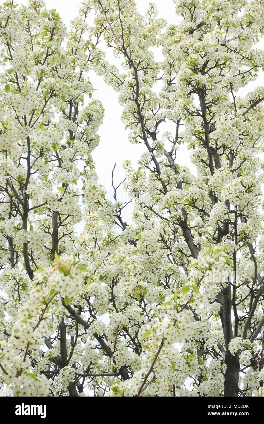 Budding trees in spring Stock Photo Alamy