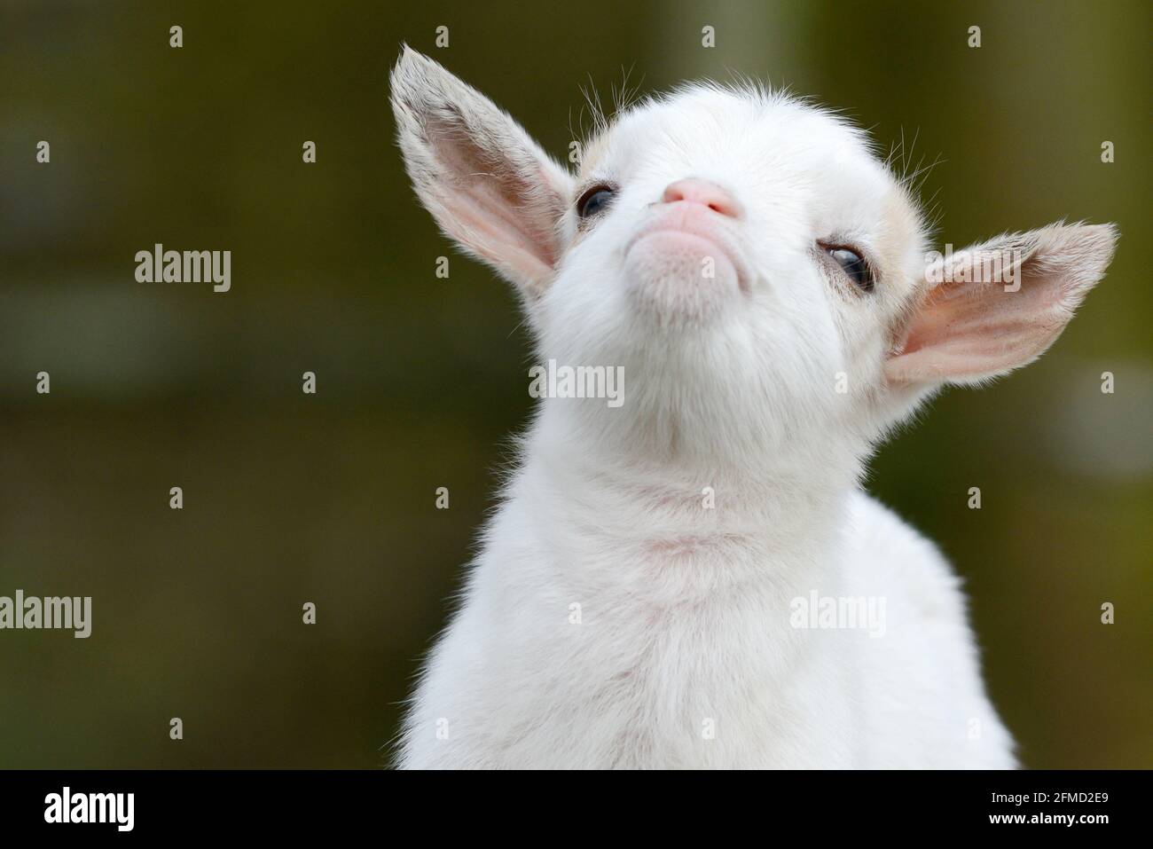 head from white goat kid Stock Photo