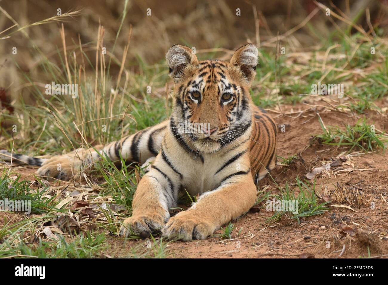The Magnificent Tigress Arrowhead is queen Ranthambore Tiger Reserve. This photo was taken in morning while she is doing territory marking. Stock Photo
