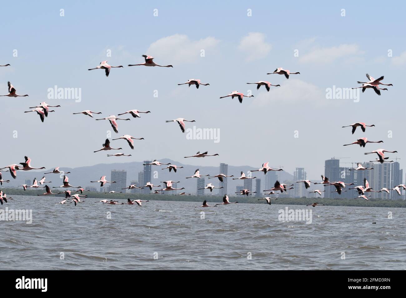 Flamingos Flock from Thane Creek. Creek which bisect two of worlds biggest cities Navi Mumbai and Mumbai.. Stock Photo