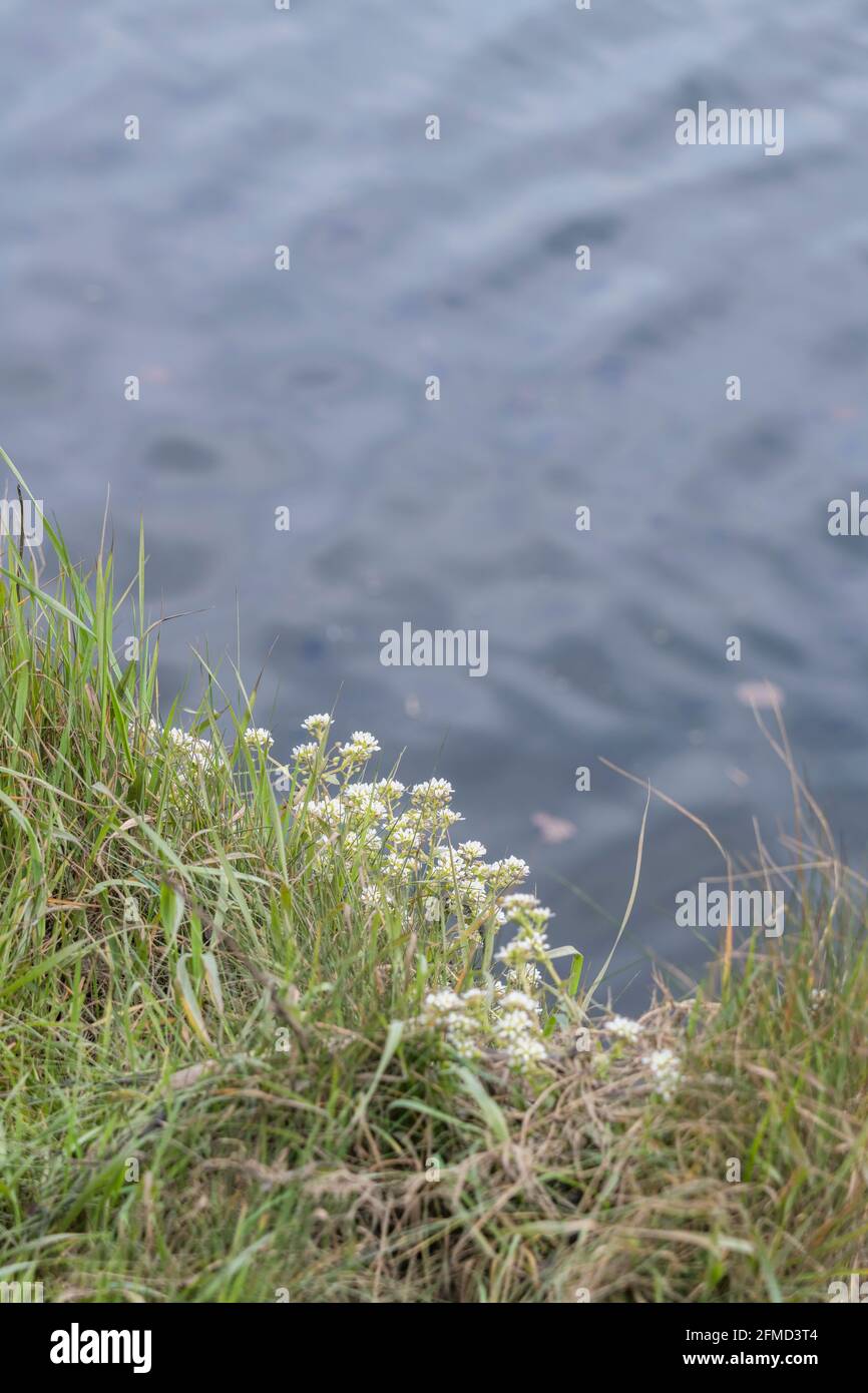 White flowers of Scurvy Grass / Cochlearia officinalis growing in bank of tidal river. Plant used to treat Scurvy because it's a source of Vitamin C. Stock Photo