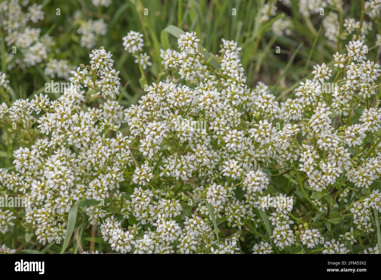 White flowers of Scurvy Grass / Cochlearia officinalis in salt marsh. Plant used to treat Scurvy as a vitamin C source. Traditional medicinal plants. Stock Photo