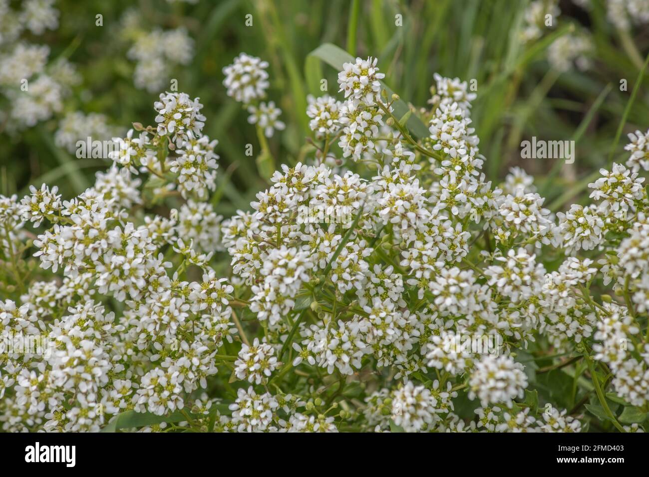 White flowers of Scurvy Grass / Cochlearia officinalis in salt marsh. Plant used to treat Scurvy as a vitamin C source. Traditional medicinal plants. Stock Photo