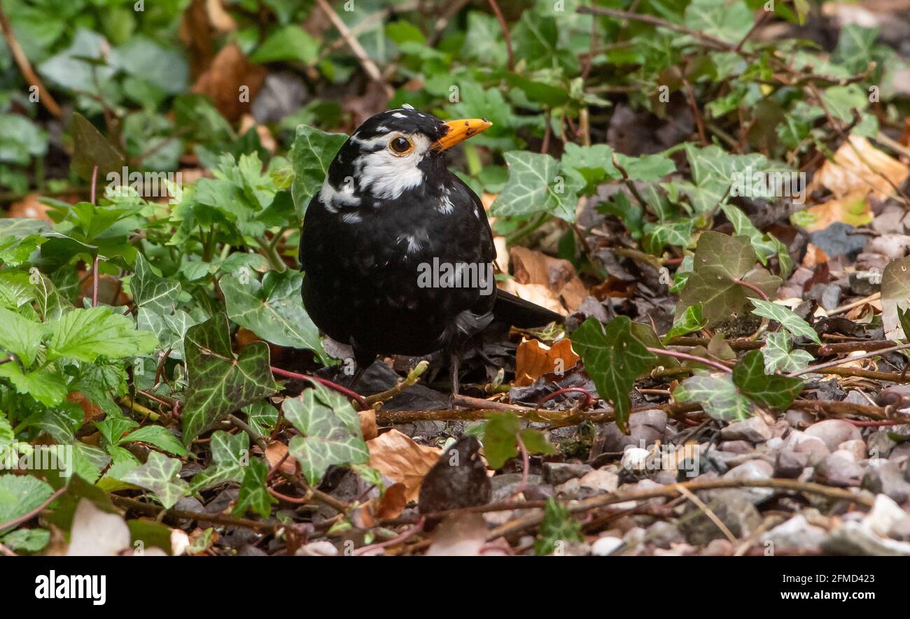 A blackbird with white feathers making him stand out from the crowd in a garden, Preston, Lancashire. The male blackbird has leucism, a genetic condit Stock Photo