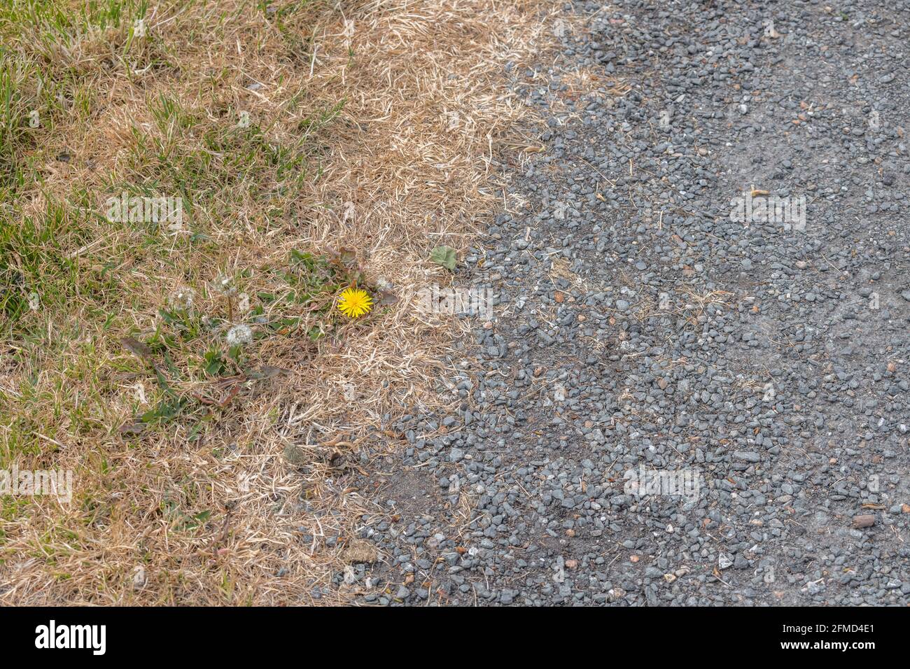 Single yellow Dandelion / Taraxacum officinale flower with copy space growing in tarmac poisoned with weedkiller. Species is an old medicinal plant. Stock Photo