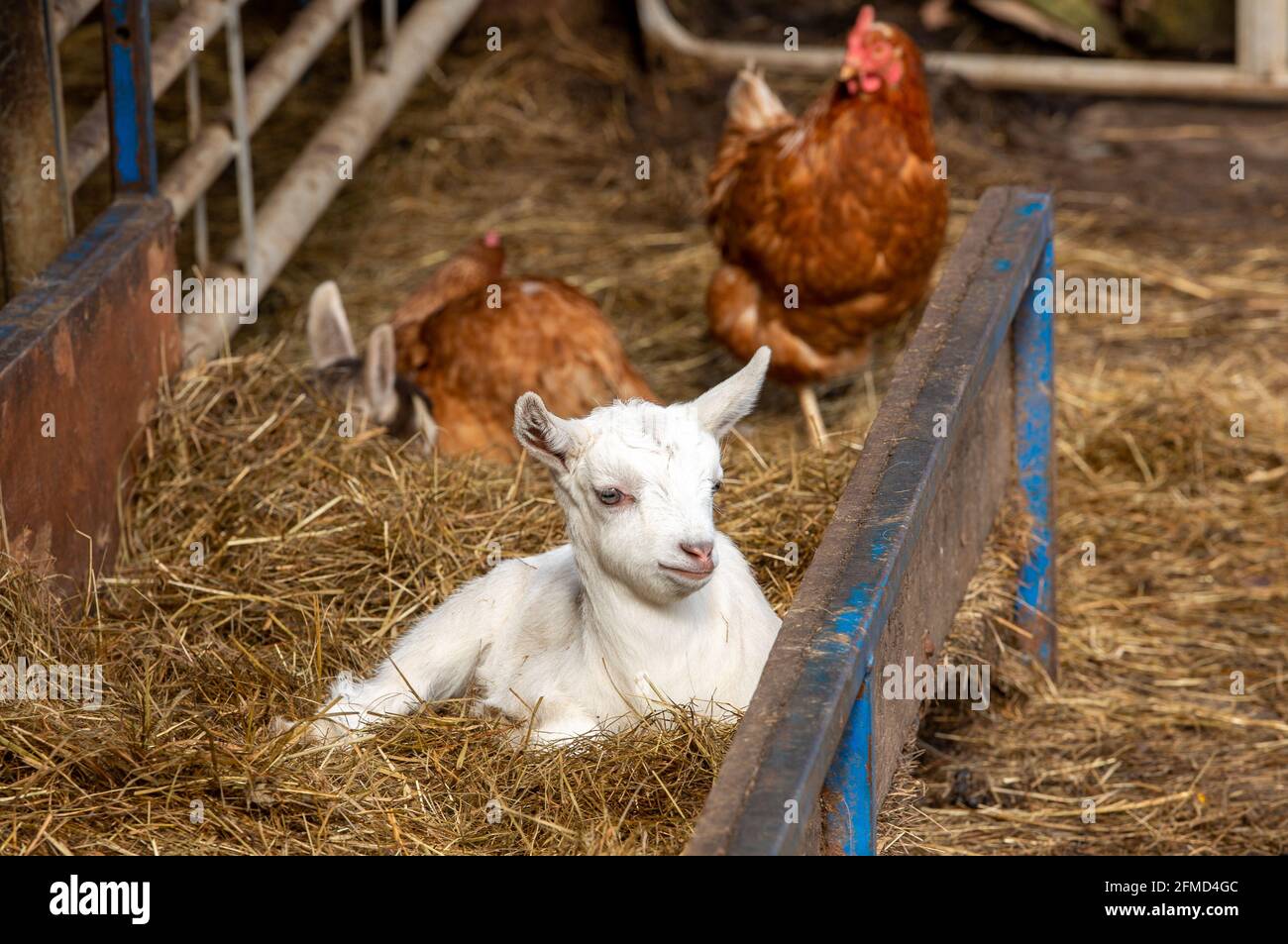 A goat kid and hens, Cumbria, UK. Stock Photo